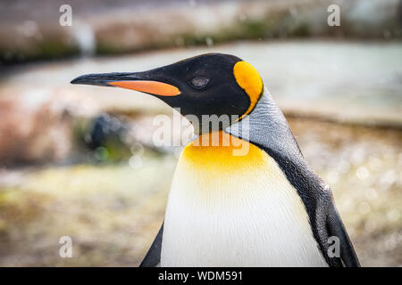 Edinburgh, Regno Unito. Il 27 agosto 2019. Pinguino reale (Aptenodytes patagonicus) presso lo Zoo di Edimburgo, Scozia. Foto Stock