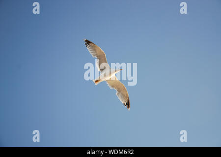 Seagull volando sul mare Adriatico, Croazia Foto Stock