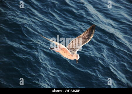 Seagull volando sul mare Adriatico, Croazia Foto Stock