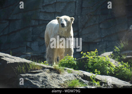 Orso polare allo zoo, guardando intorno Foto Stock