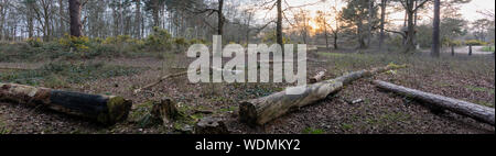 Flotta Pond bosco a piedi, hapshire Foto Stock