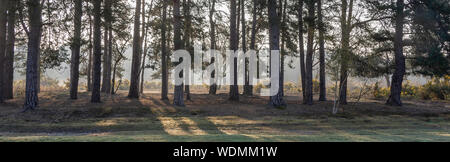 Flotta Pond bosco a piedi, hapshire Foto Stock