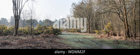 Flotta Pond bosco a piedi, hapshire Foto Stock