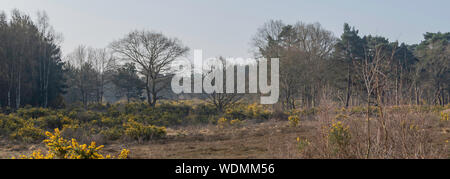 Flotta Pond bosco a piedi, hapshire Foto Stock