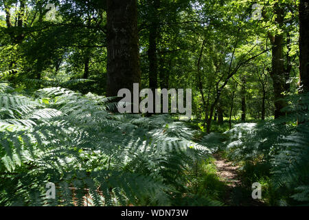 New Forest Hampshire Inghilterra Foto Stock