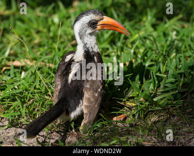 Western Red-fatturati Hornbill, Tockus kempi in Gambia Africa occidentale Foto Stock