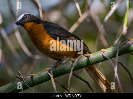 Snowy-incoronato Robin Chat, Cossypha niveicapilla in Gambia Africa occidentale Foto Stock
