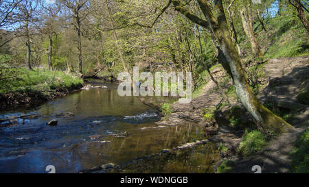 New Forest Hampshire Inghilterra Foto Stock