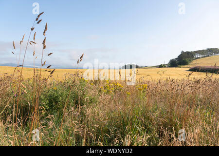 Una varietà di erbe e fiori selvatici, tra cui erba tossica, cardi e Rosebay Willowherb, forniscono un rifugio faunistico sul bordo di un campo di orzo Foto Stock