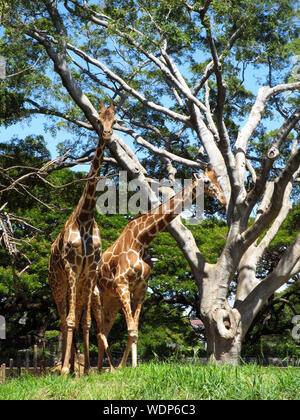 Due giraffe passeggiate in erba presso lo Zoo di Honolulu. Foto Stock