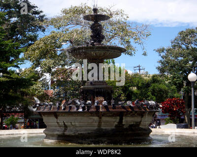 Pidgins bagno nella Fontana di acqua a metà giornata situato in Nicolás Ulloa Central Park in Heredia, Costa Rica Foto Stock