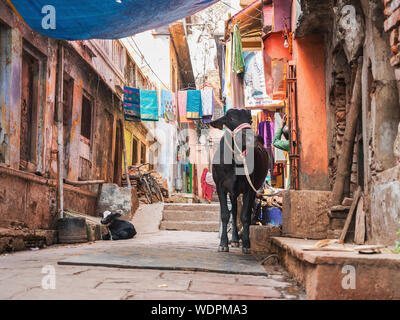 Vacca e calve) legato in un colorato vicolo di Varanasi, Uttar Pradesh, India, Asia Foto Stock