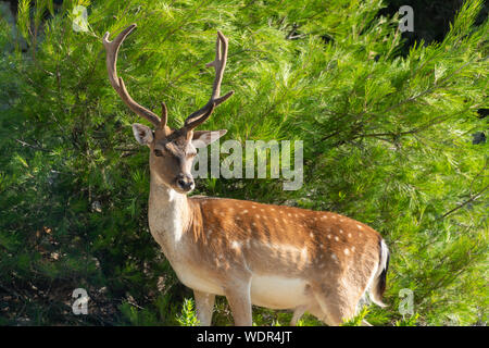 Ritratto di maestose potente giovane cervo rosso cervo nella natura Foto Stock