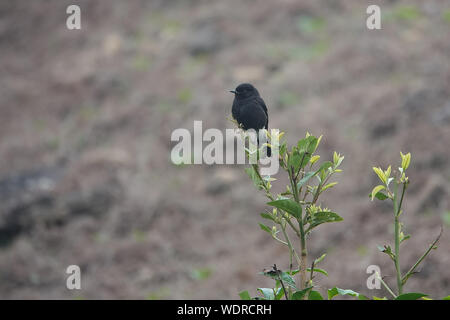 Il pied bush chat è un piccolo uccello passerine trovato che spaziano da Ovest Asia e Asia centrale per il subcontinente indiano e del sud-est asiatico. Foto Stock