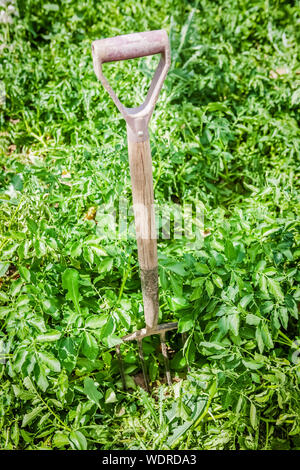 Un giardino forcella nel mezzo di un complotto di verdure Foto Stock