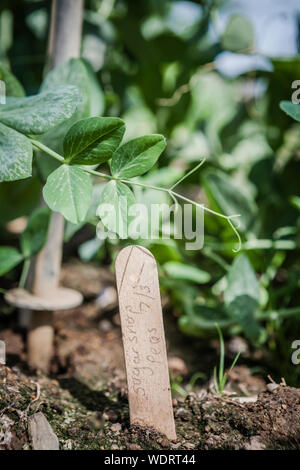 Close up etichettati pisello dolce piantine Foto Stock