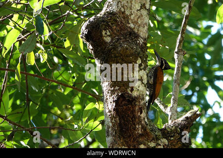 Maggiore picchio flameback o grande golden-backed woodpecker abbarbicato sul tronco di albero, in cerca di cibo, bokeh sfondo di foresta. Foto Stock