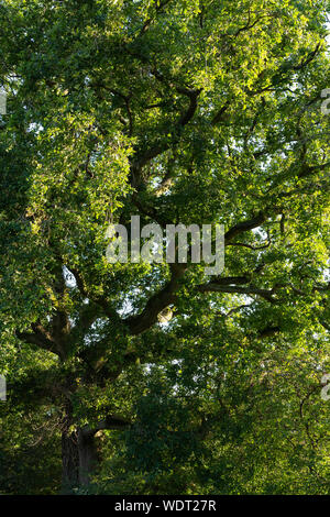 Quercus petraea - comunemente noto come il rovere, Cornish di quercia o di rovere rovere - in piena foglia in agosto nel sole pomeridiano in Inghilterra Foto Stock