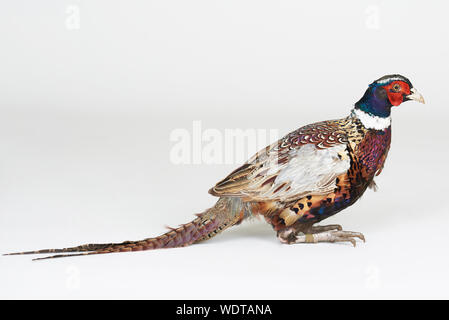 Corpo pieno di fagiano permanente animale isolato su bianco di sfondo per studio Foto Stock