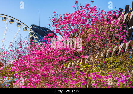 I fiori di colore rosa della fioritura e struttura a campana con gli edifici della città in background. Foto Stock