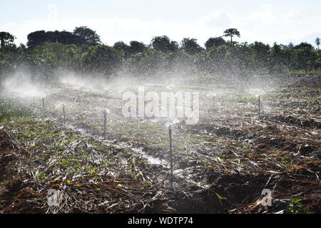 Gruppo di irrigatore rotante la spruzzatura di acqua in una fattoria e piantagione zona, Thailandia Foto Stock