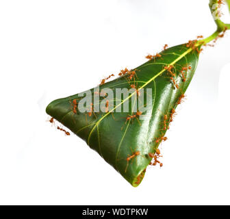 Gaster arancione o Weaver o verde Albero ant mandria tirando foglia per fare un nido di loro , il lavoro di squadra di insetti, le foglie sono avvolti in una forma a triangolo Foto Stock