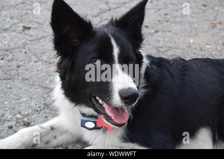 Border Collie cane la posa a terra Foto Stock
