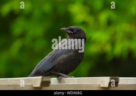 Una nuova operatività American crow, Corvus brachyrhynchos, con piume lanuginosa ancora mostrando, appollaiato su un giardino struttura nel centro di Alberta, Canada Foto Stock