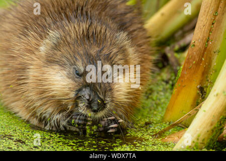 Un topo muschiato, Ondatra zibethicus, foraggio per il cibo in una zona umida stagno nel foro di Lois Parco provinciale nel centro di Alberta, Canada Foto Stock