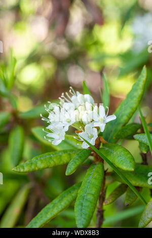 Il Labrador piante di tè, rododendro groenlandicum, fioritura in una zona umida della palude nel centro di Alberta, Canada Foto Stock