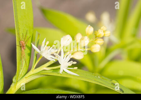 Una stella a fiore di Salomone sigillo bloom con un ragno granchio, Philodromus rufus, in attesa di preda nel centro di Alberta, Canada Foto Stock