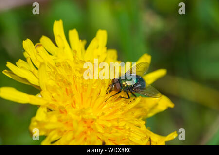 Una comune bottiglia verde volare,Lucilia sericata, tenendo il nettare da un dente di leone nel centro di Alberta, Canada Foto Stock