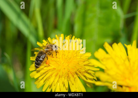 Un miele delle api, Apis mellifera, con il polline laden corbicula, su un fiore di tarassaco raccogliendo nettore e polline, nel centro di Alberta in Canada Foto Stock