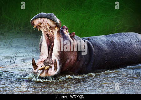 Arrabbiato ippopotamo visualizzando la posizione dominante in acqua con una ampia bocca aperta agli spruzzi d'acqua. Hippopotamus amphibius Foto Stock