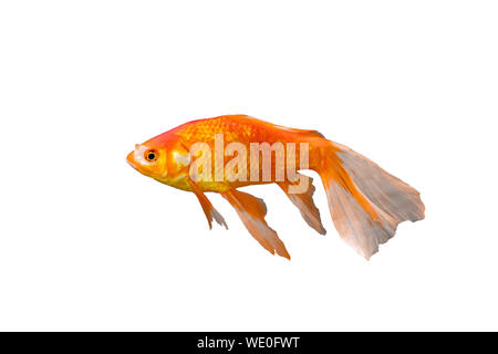 Goldfish coda lunga razza in Cina. isolato su sfondo bianco Foto Stock