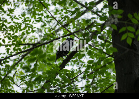 comune starling arroccato su ramo di albero e cantare nel parco locale Foto Stock