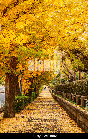 Tokyo giallo ginkgo tunnel di alberi vicino Jingu gaien avanue in autunno. Famosa attrazione nei mesi di novembre e dicembre Foto Stock