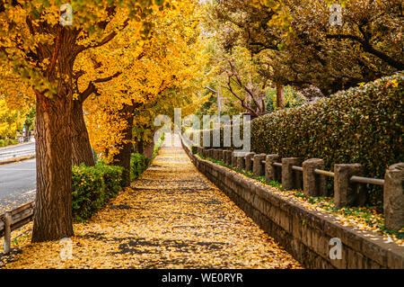 Tokyo giallo ginkgo tunnel di alberi vicino Jingu gaien avanue in autunno. Famosa attrazione nei mesi di novembre e dicembre Foto Stock