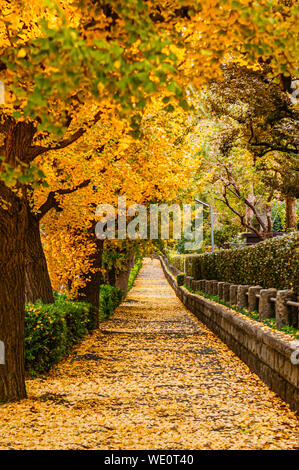 Tokyo giallo ginkgo tunnel di alberi vicino Jingu gaien avanue in autunno. Famosa attrazione nei mesi di novembre e dicembre Foto Stock