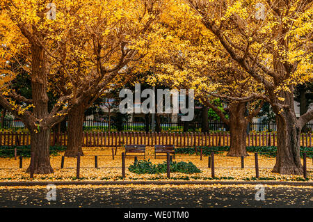 Di colore giallo brillante ginkgo tree e lascia completamente coperta a terra con due sedi benche in autunno a Jingu Gaien Avenue - bella stagione cambia nel parco o Foto Stock