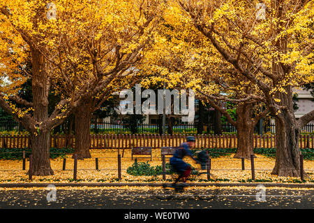 Tokyo, Giappone - Tokyo giallo ginkgo tunnel di alberi a Jingu gaien avanue in autunno con panchine e persone equitazione bicicletta su strada. Attrazioni famose in Foto Stock