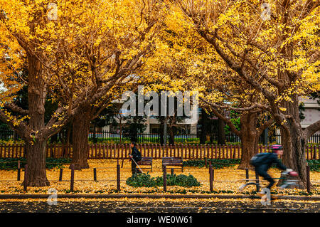 Dic 5, 2018 Tokyo, Giappone - Tokyo giallo ginkgo tunnel di alberi a Jingu gaien avanue in autunno con la gente a piedi e in bicicletta equitazione su strada. Celebre a Foto Stock