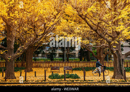 Dic 5, 2018 Tokyo, Giappone - Tokyo giallo ginkgo tunnel di alberi a Jingu gaien avanue in autunno con panchine e persone equitazione Bicicletta sul marciapiede. Famoso Foto Stock