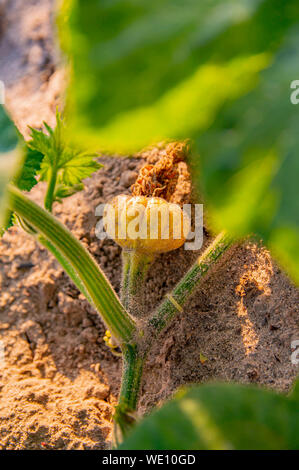Piccola zucca nel letto giardino. Foto di cibo. Cibo vegetariano. L'agricoltura. Foto Stock