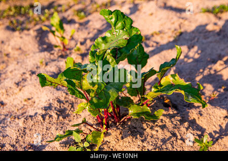 Bietole nel giardino. Foto di cibo. Cibo vegetariano. L'agricoltura. Foto Stock