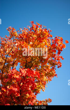 Dettaglio di rosso e arancio in autunno (caduta) foglie su un albero contro lo sfondo di un cielo blu chiaro Foto Stock