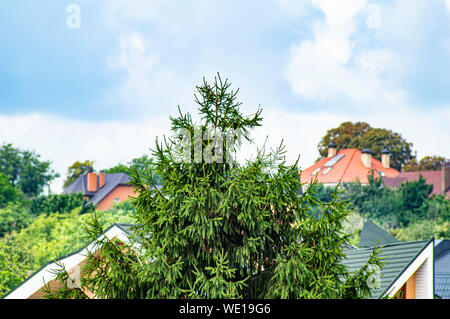 Fir tree on the background of roofs of houses. Place for text. Background image. Foto Stock