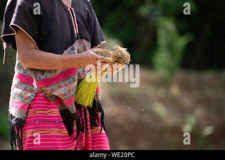 Asian agricoltore trapianto di piantine di riso nel campo di riso. Agricoltore di piantare il riso nella stagione delle piogge in Thailandia. Foto Stock