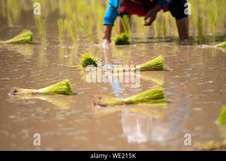 Asian agricoltore trapianto di piantine di riso nel campo di riso. Agricoltore di piantare il riso nella stagione delle piogge in Thailandia. Foto Stock