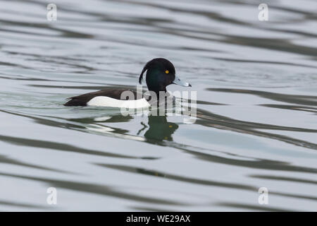 Close-up vista laterale maschio naturale moretta (Aythya fuligula) in acqua Foto Stock